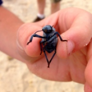 Big Beetle, Baja, Mexico