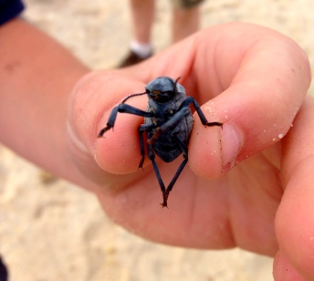 Big Beetle, Baja, Mexico