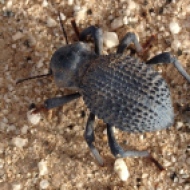 Beetle, Baja, Mexico