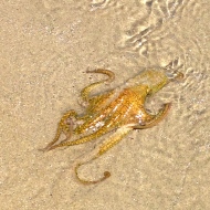 Octopus, Baja Mexico