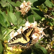 Butterfly, San Leandro, CA
