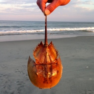 Horseshoe Crab, Chincoteague Island, VA