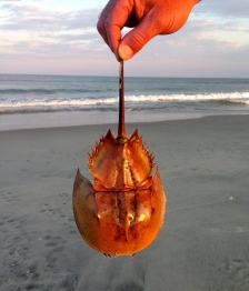Horseshoe Crab, Chincoteague Island, VA